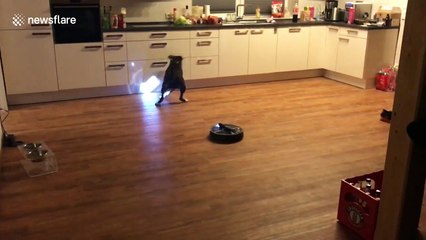 Roomba vs dog vs flashlight