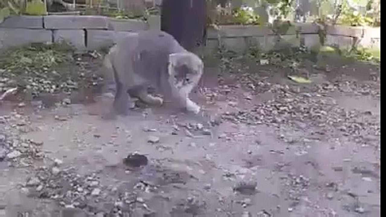 ❤️ستضحك كثيرا ❤️ إنها الفطرة سبحانك يا الله