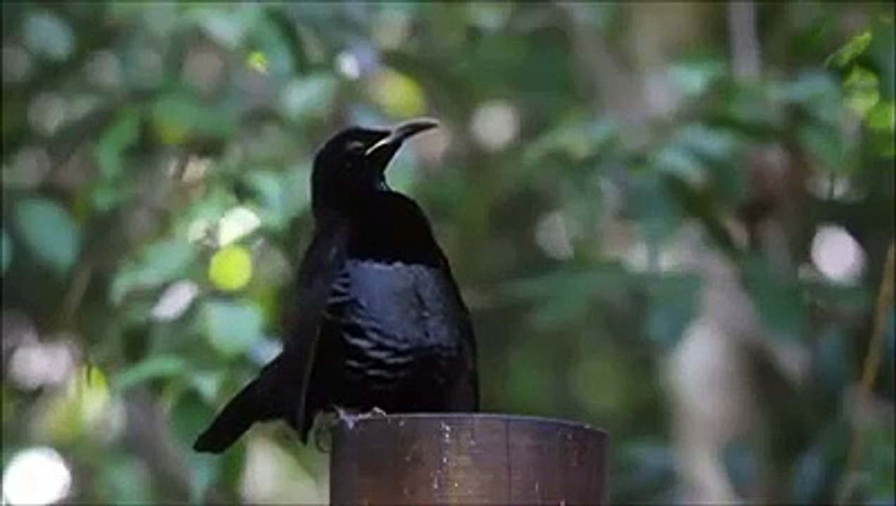 ❤️ ❤️ فقط قل سبحان الله و أنت تشاهد أغرب و أجمل خلق الله