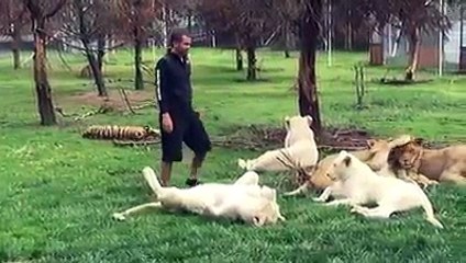 ❤️ ❤️ مدرب الأسود الشهير قلب من حجر