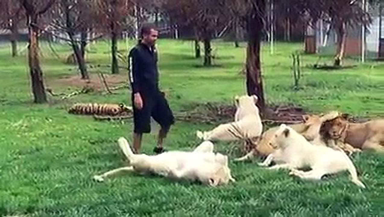 ❤️ ❤️ مدرب الأسود الشهير قلب من حجر