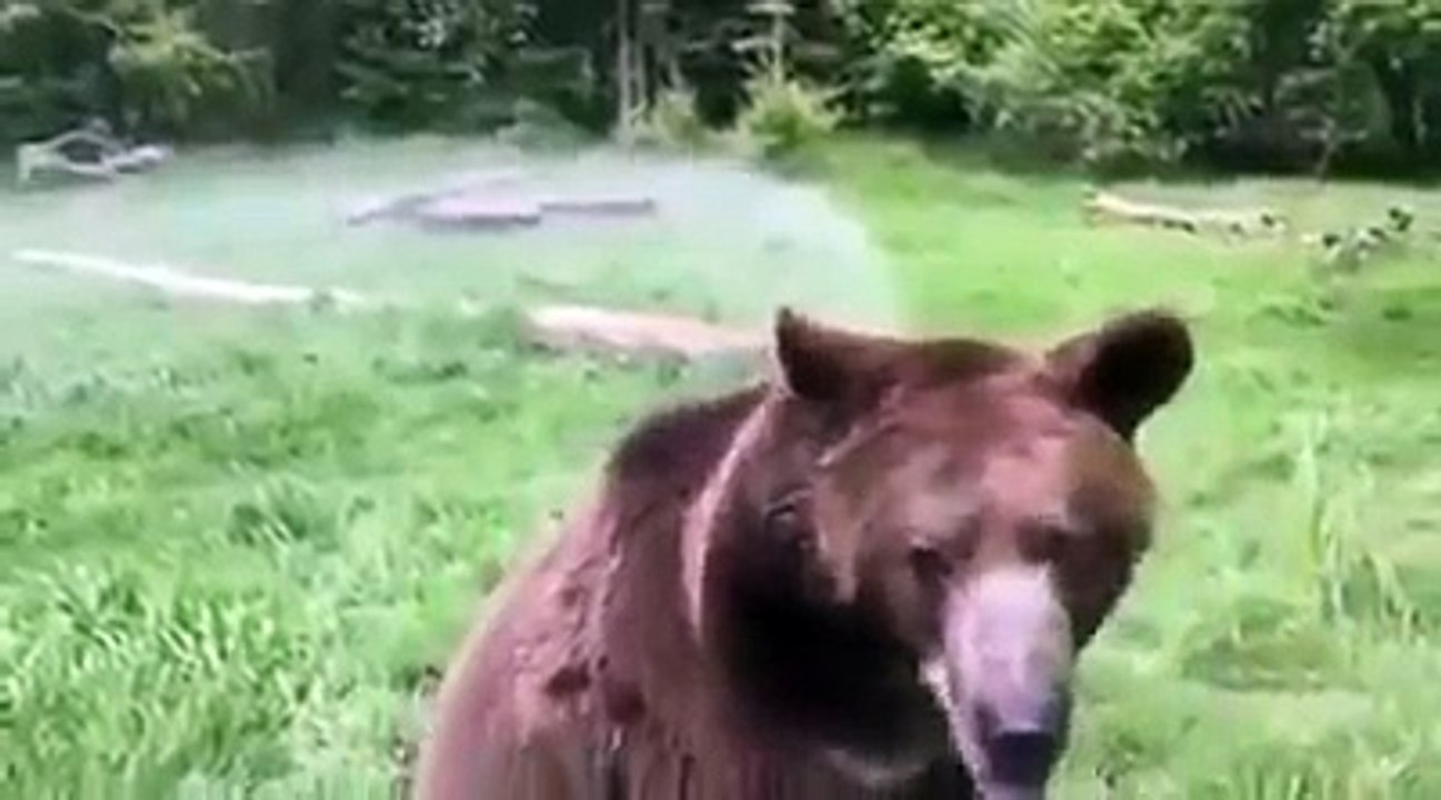 ❤️ ️دب ضخم ومتوحش يستحم بطريقته الخاصة مدهش