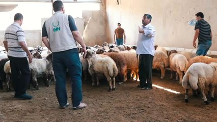 İhh Suriye'de Kurbanlık Alımlarını Tamamladı