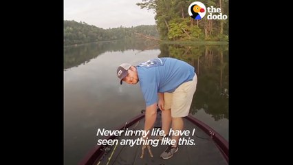 Kittens Swim Up To Fisherman's Boat Looking for Help - The Dodo