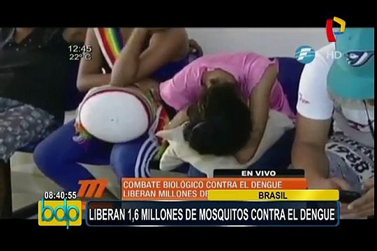 Brasil: soltaran 1,6 millones de mosquitos con bacteria contra el dengue