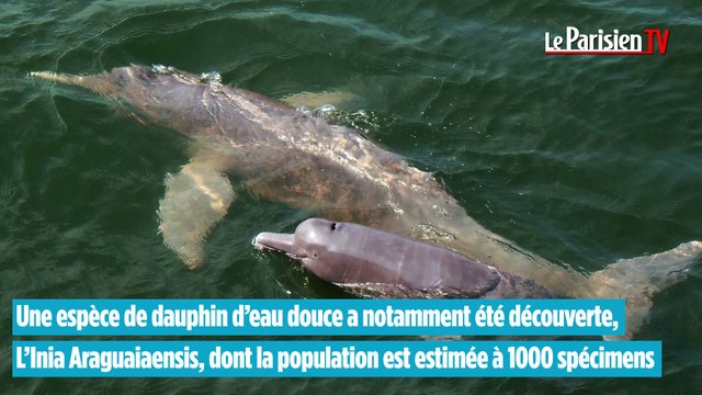 Amazonie : près de 400 nouvelles espèces découvertes