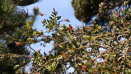 Wildlife Thrives at Bacardi Bottling Facility | Bacardi Limited