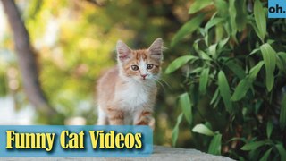 Cat Videos - Funny Cats - Funny Cat Videos - Kitten Videos - Funny Kitty Videos - Cats For Pets - P7