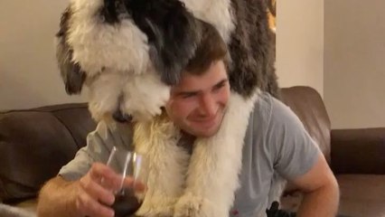 Quand ton chien a un problème avec l'alcool
