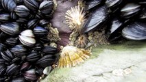 Acción de gracias banquete de conchas marinas en suroeste