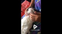 Ce chat kiffe le meilleur massage du monde... quel pied !