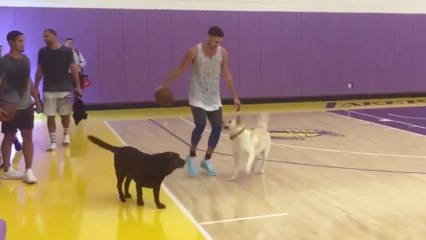 Klay Thompson Goes 1-on-2 vs Dogs