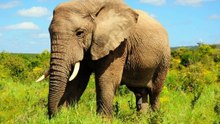 African elephant