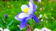 Colorado Columbine Flowers - The beautiful flower models.