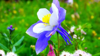 Colorado Columbine Flowers - The beautiful flower models.