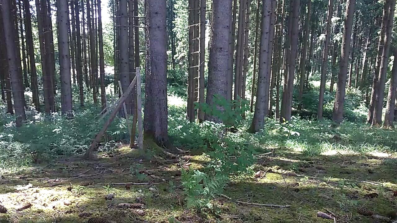 Pirsch auf Fuchs von tactical-dad