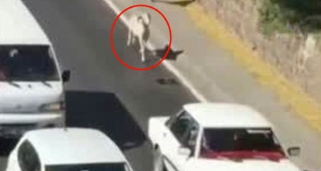 Kaçak Koyun Trafiğe Daldı, Sahibi Onu Böyle Kovaladı