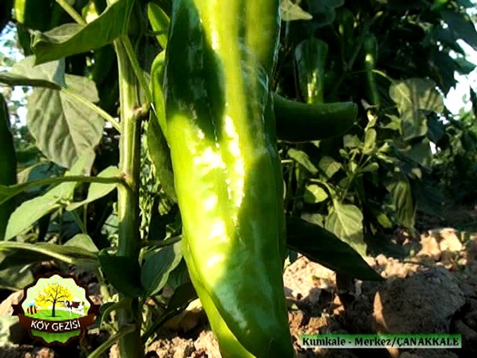 331 Çanakkale Kumkale