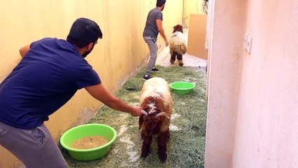 خروف العيد يهرب مع أخوي !! - ( شوفوا ايش صار !?! )