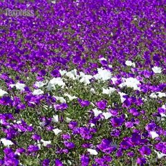 Chili: un parterre de fleur recouvre le désert le plus aride du monde