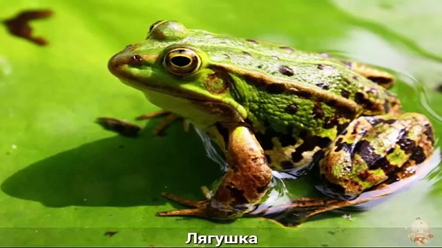 ДЛЯ ФУРШЕТА как говорят животные звуки животных детей || учим животных самых маленьких