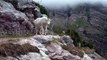 Des randonneurs bloqués par une chèvre des montagnes vraiment pas sympa... Tu ne passeras pas!!!
