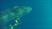 Cette jeune baleine bleue piégée dans un filet vient demander de l'aide à des plongeurs