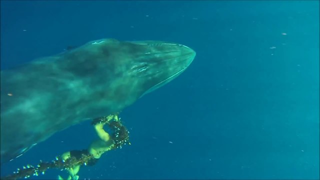 Cette jeune baleine bleue piégée dans un filet vient demander de l'aide à des plongeurs