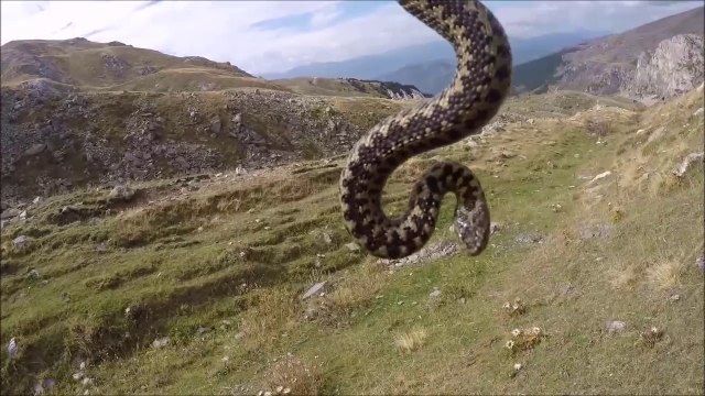 Une vipère qui mord ça donne ça... Impressionnant