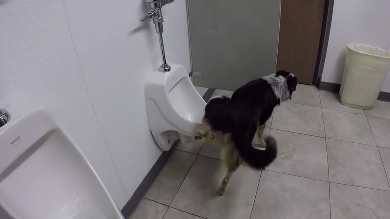If All Dogs Could Do This, Life As A Pet Parent Would Be Way Easier