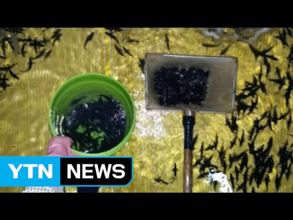 국내 기술 개발 '바리과' 신품종 첫 수출 / YTN