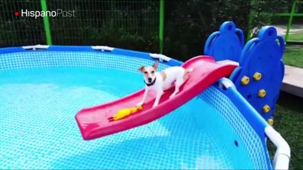 Se arrepintió de lanzarse a la piscina y provocó una escena de comedia