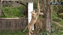 Zoo de Londres pesa e mede animais com festa