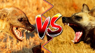 PERRO SALVAJE LYCAON VS HIENA - (Lycaon Wild Dog Vs Hyena)