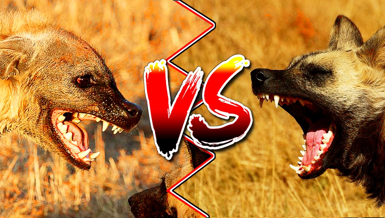 PERRO SALVAJE LYCAON VS HIENA - (Lycaon Wild Dog Vs Hyena)