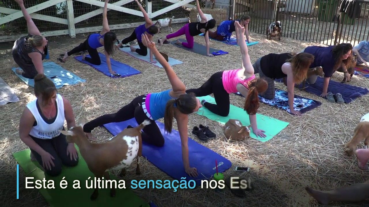 Yoga com cabras