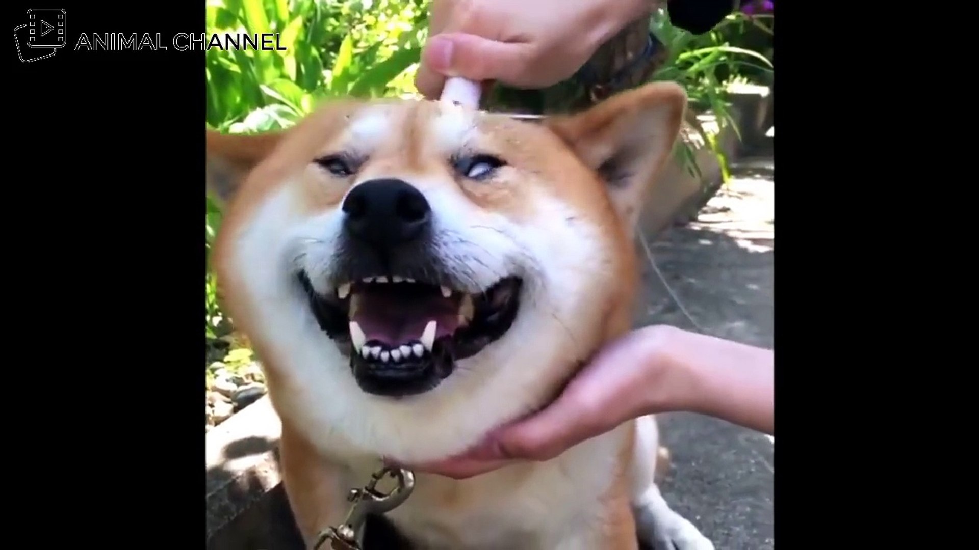 かわいい柴犬 Shiba Inu の最高に可愛い おもしろハプニング動画集 3 Video Dailymotion