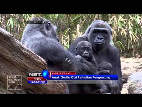 Polah Lucu Binatang Anak Gorila di Amerika Serikat - NET12