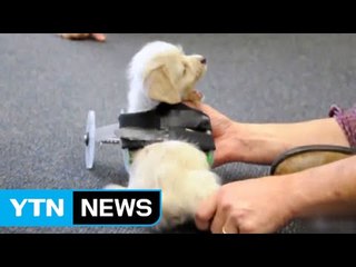 "앞다리가 생겼어요"…3D 프린터가 만든 기적 / YTN