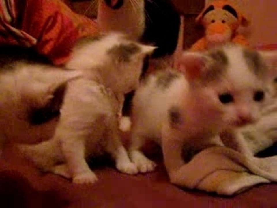 bimbo et ses loupiots