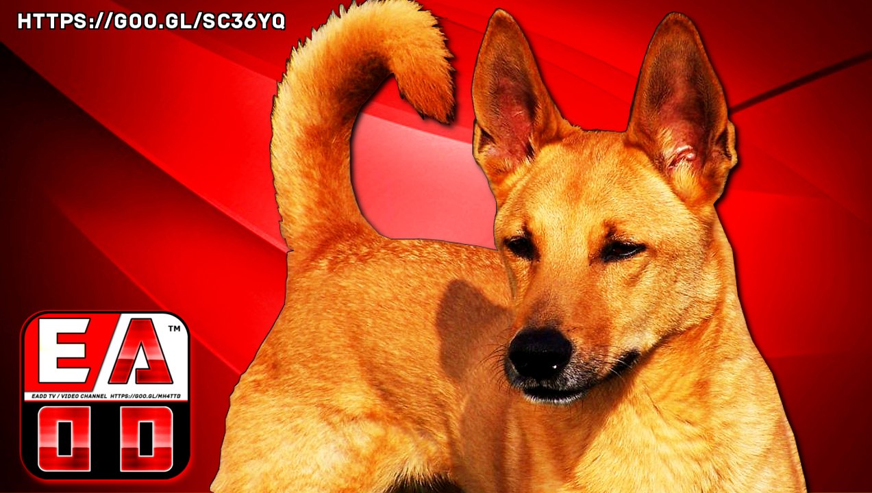 DINGO - EL PODEROSO PERRO SALVAJE AUSTRALIANO