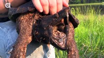CRAZY Alligator Snapping Turtle Bite!
