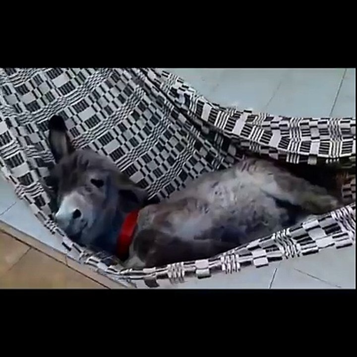 Tiny donkey in a hammock