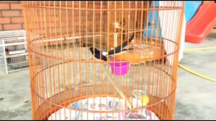 Bird - White Rumped Shama