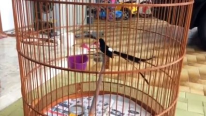 Bird - White Rumped Shama