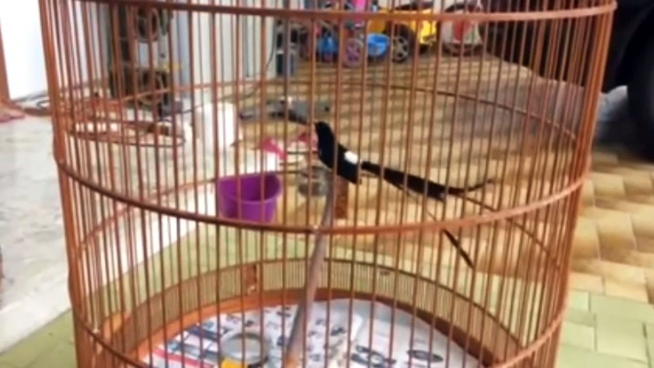 Bird - White Rumped Shama