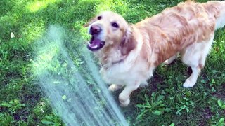 Playful dog loves the water hose