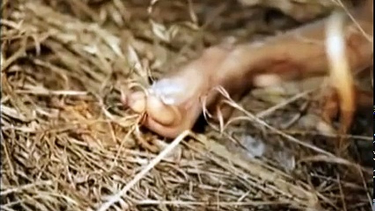 The Gangster Disciples (Midwest Gangs)