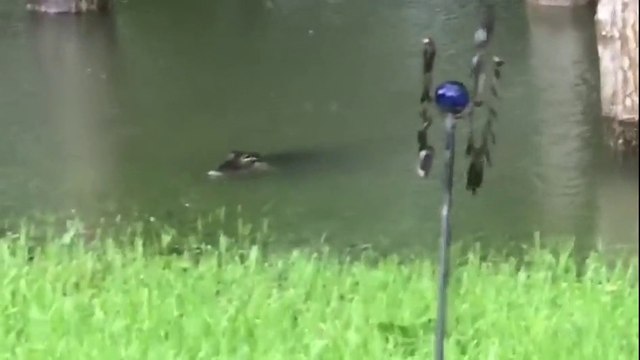 As If The Hurricane Wasn't Bad Enough, One Terrified Woman Turned And Saw This