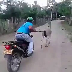Funny man and donkey  Best funniest ever